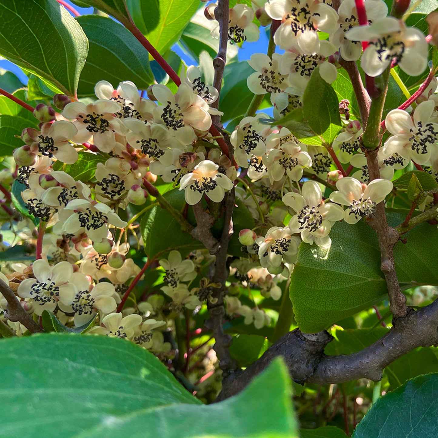 Männliche Kiwibeere - Minikiwi (Actinidia arguta)