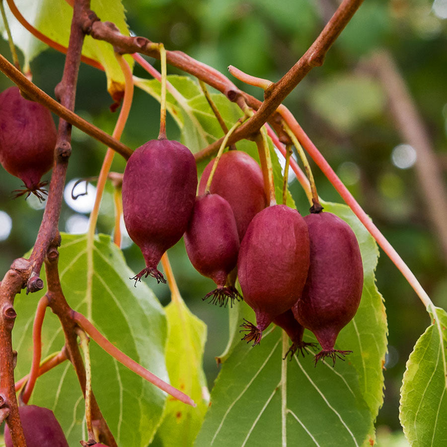 Kiwibeere Scarlet September - Minikiwi (Actinidia arguta)
