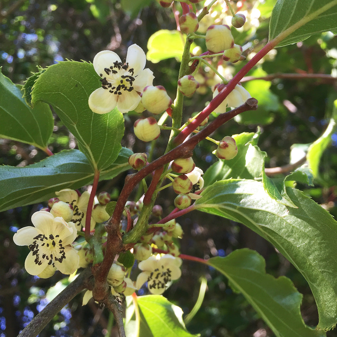 Männliche Kiwibeere - Minikiwi (Actinidia arguta)
