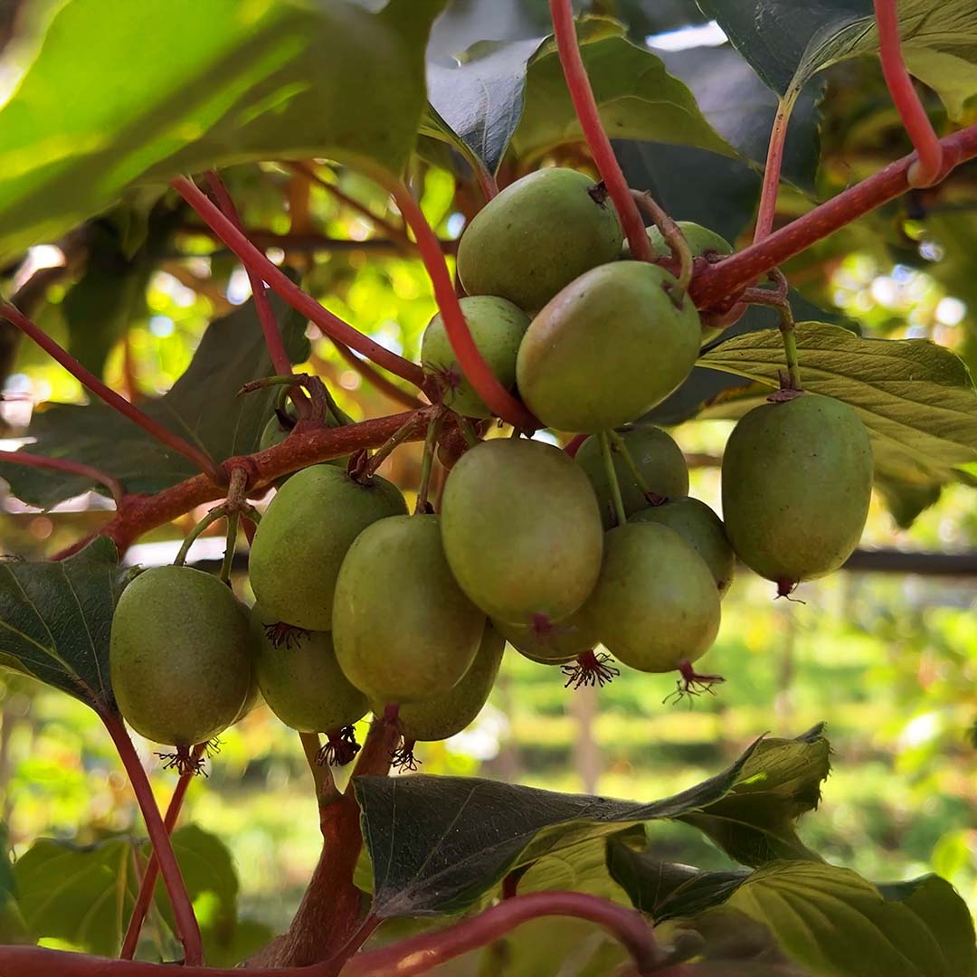 Kiwibeeren von Fernando aus Portugal (Vorbestellung)