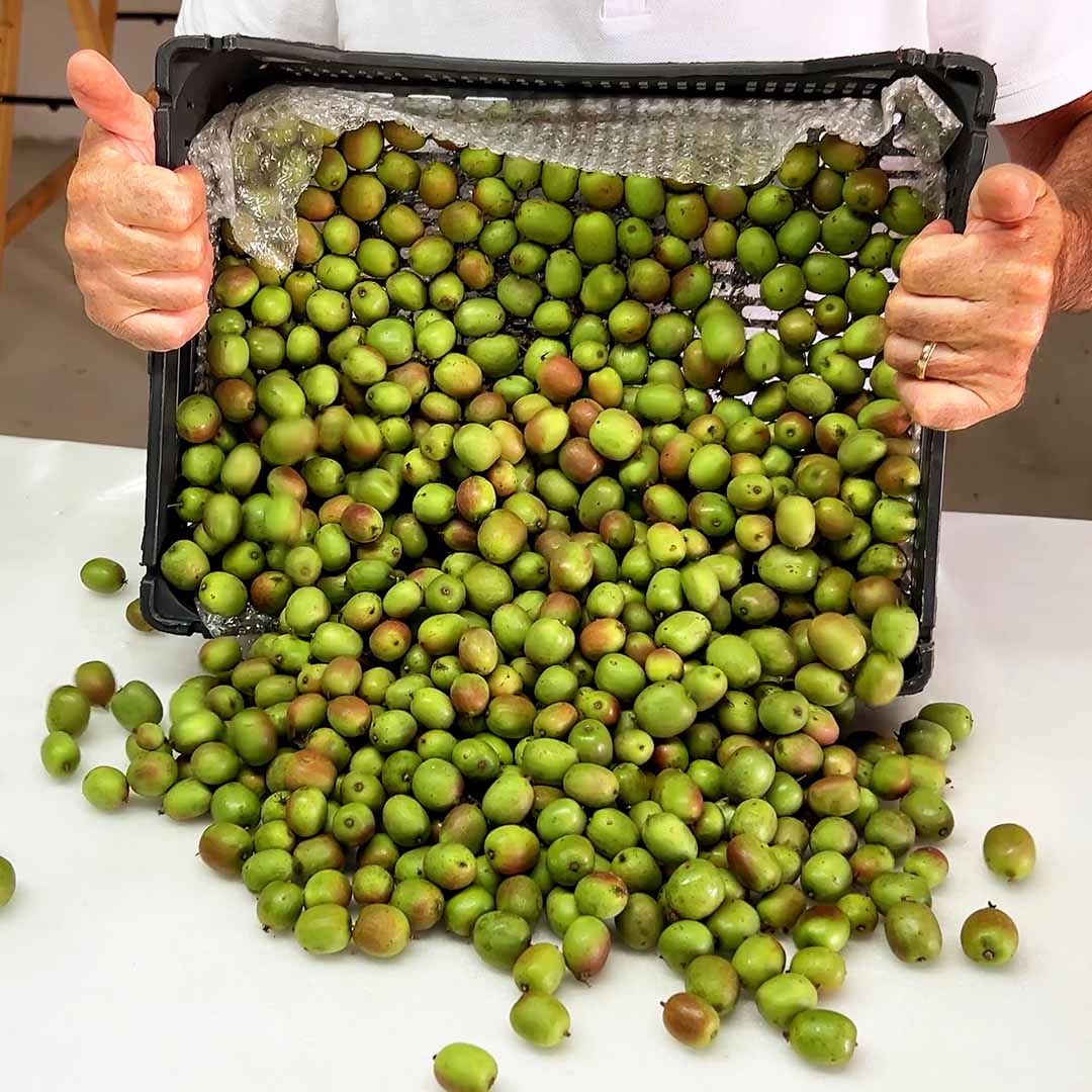 Kiwibeeren von Fernando aus Portugal (Vorbestellung)
