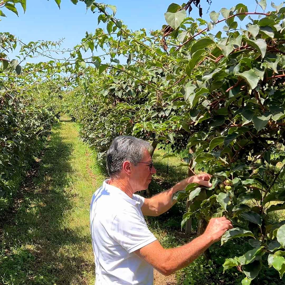 Kiwibeeren von Fernando aus Portugal (Vorbestellung)