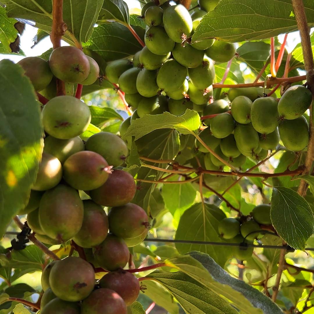 Kiwibeeren von Fernando aus Portugal (Vorbestellung)