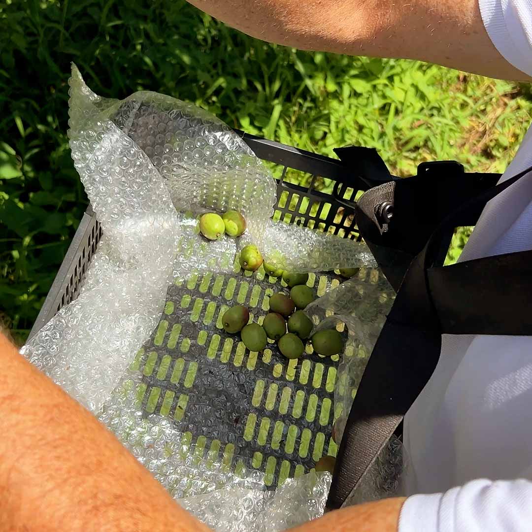 Kiwibeeren von Fernando aus Portugal (Vorbestellung)