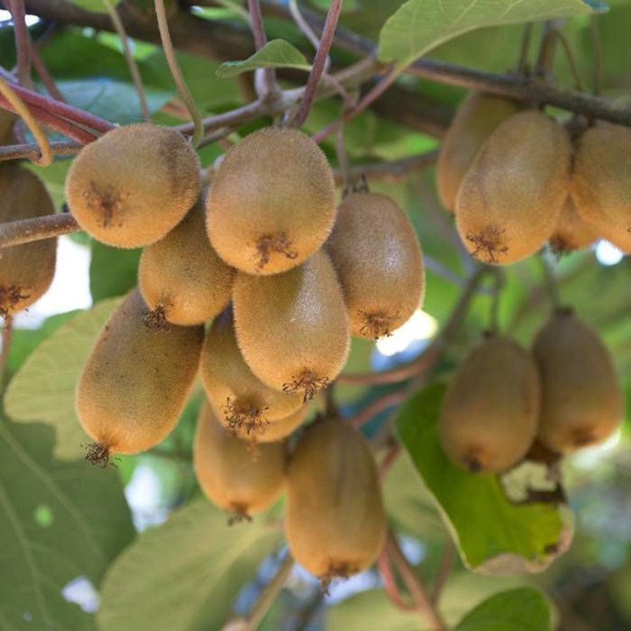 Kiwi Duo - 2 Kiwipflanzen (Actinidia deliciosa)