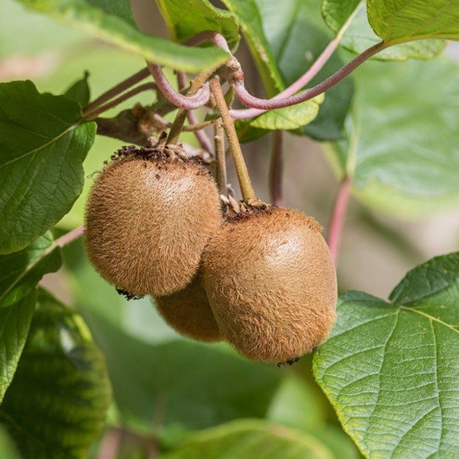 Kiwi Duo - 2 Kiwipflanzen (Actinidia deliciosa)