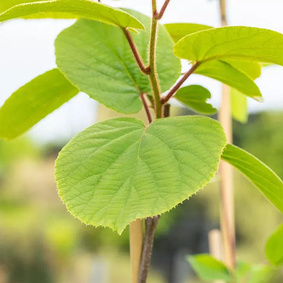 Kiwi Duo - 2 Kiwipflanzen (Actinidia deliciosa)