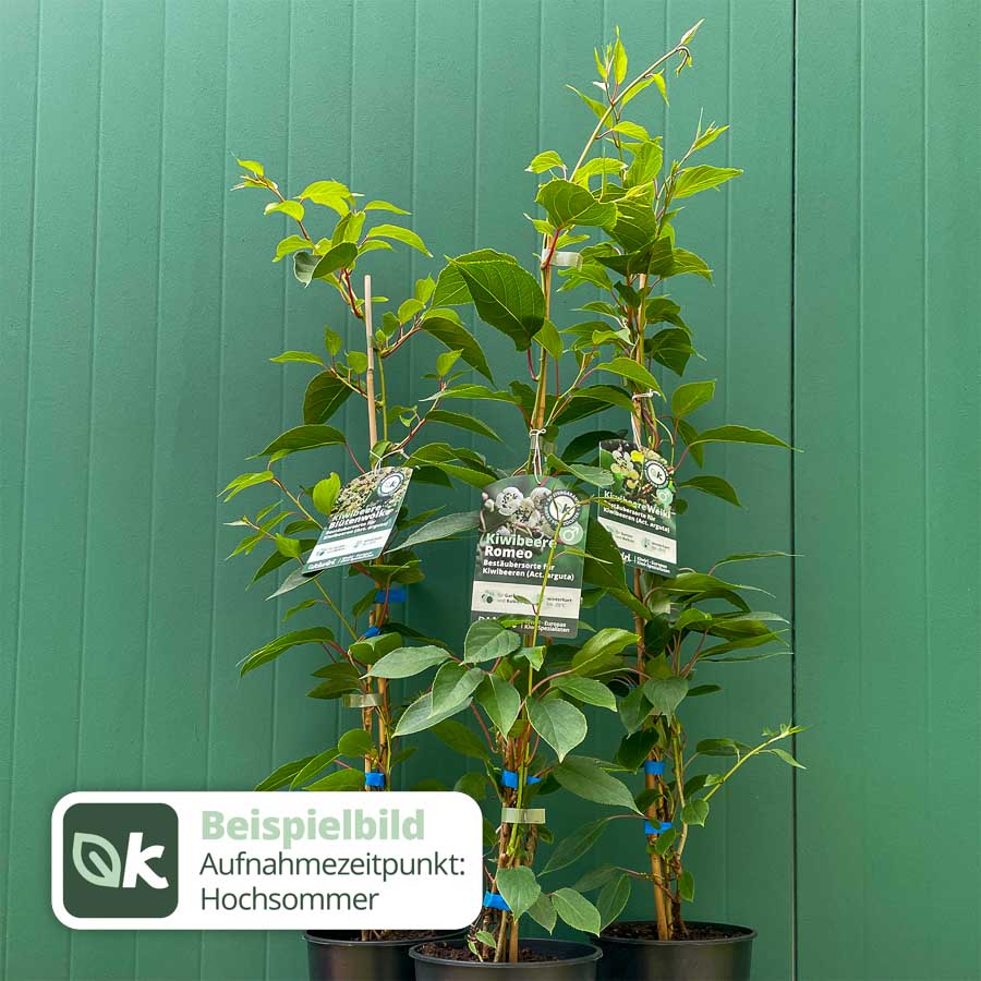 Männliche Kiwibeere - Minikiwi (Actinidia arguta)