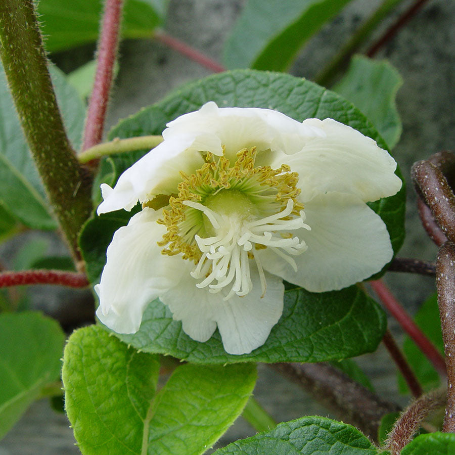 Kiwi Duo - 2 Kiwipflanzen (Actinidia deliciosa)