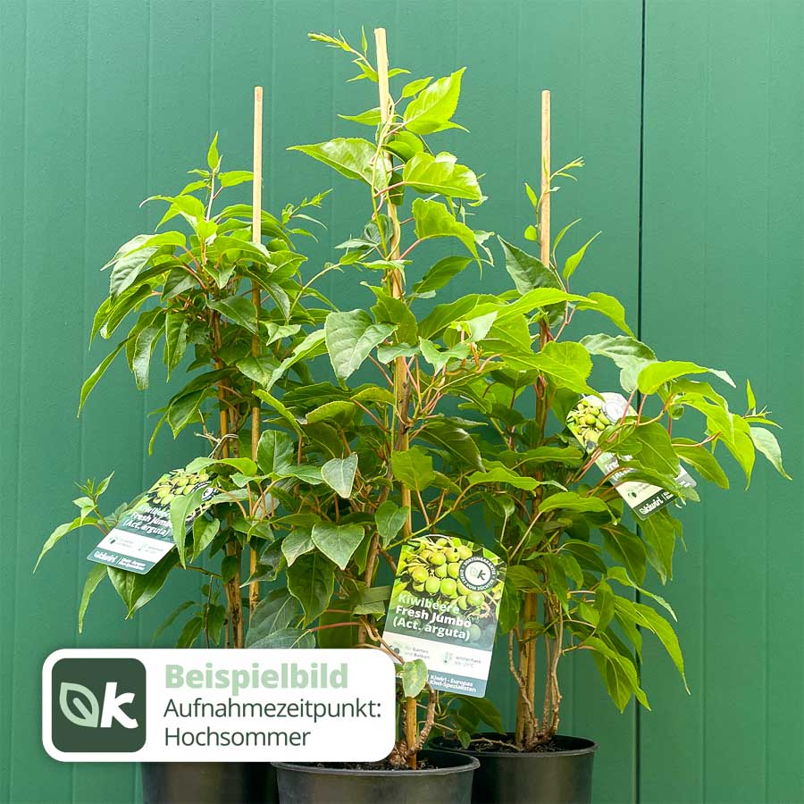 Kiwiberry Kiwiri® Fresh Jumbo - Minikiwi (Actinidia arguta)