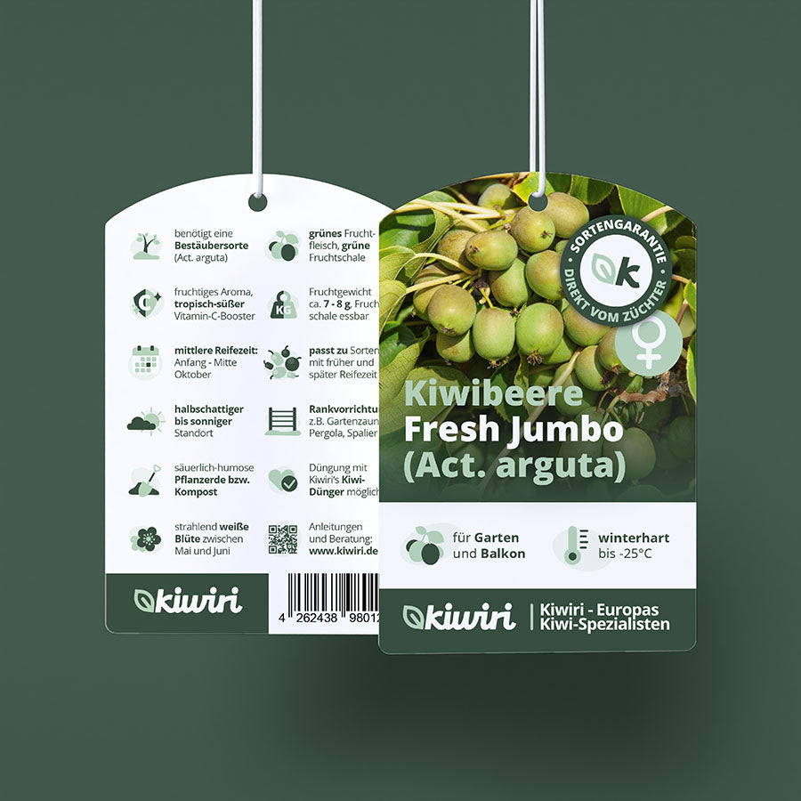 Kiwiberry Kiwiri® Fresh Jumbo - Minikiwi (Actinidia arguta)