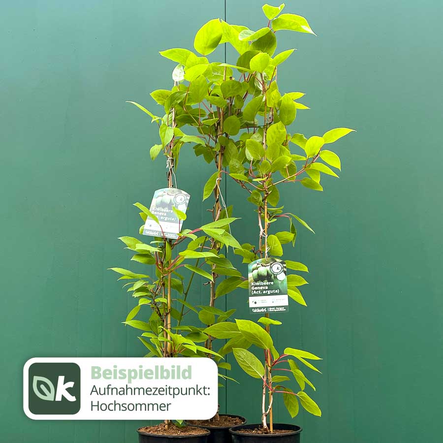 Kiwibeere Geneva - Minikiwi (Actinidia arguta)