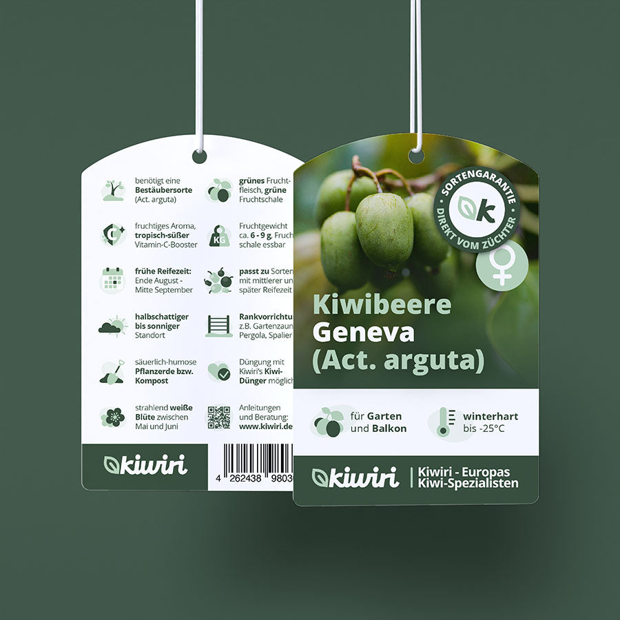 Kiwibeere Geneva - Minikiwi (Actinidia arguta)