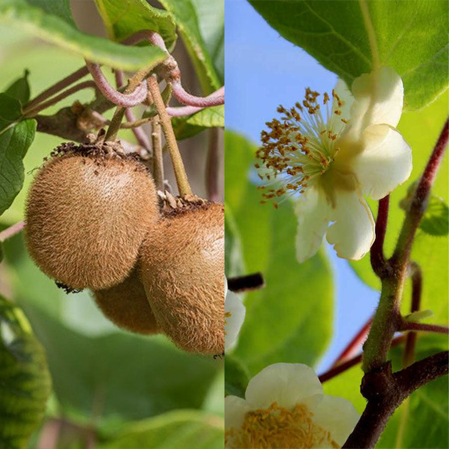 Kiwi Duo - 2 Kiwipflanzen (Actinidia deliciosa)