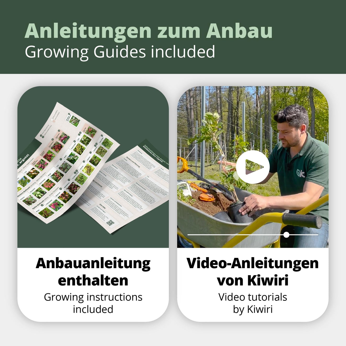 Kiwibeeren Quintett - 5 Pflanzen (Actinidia arguta)