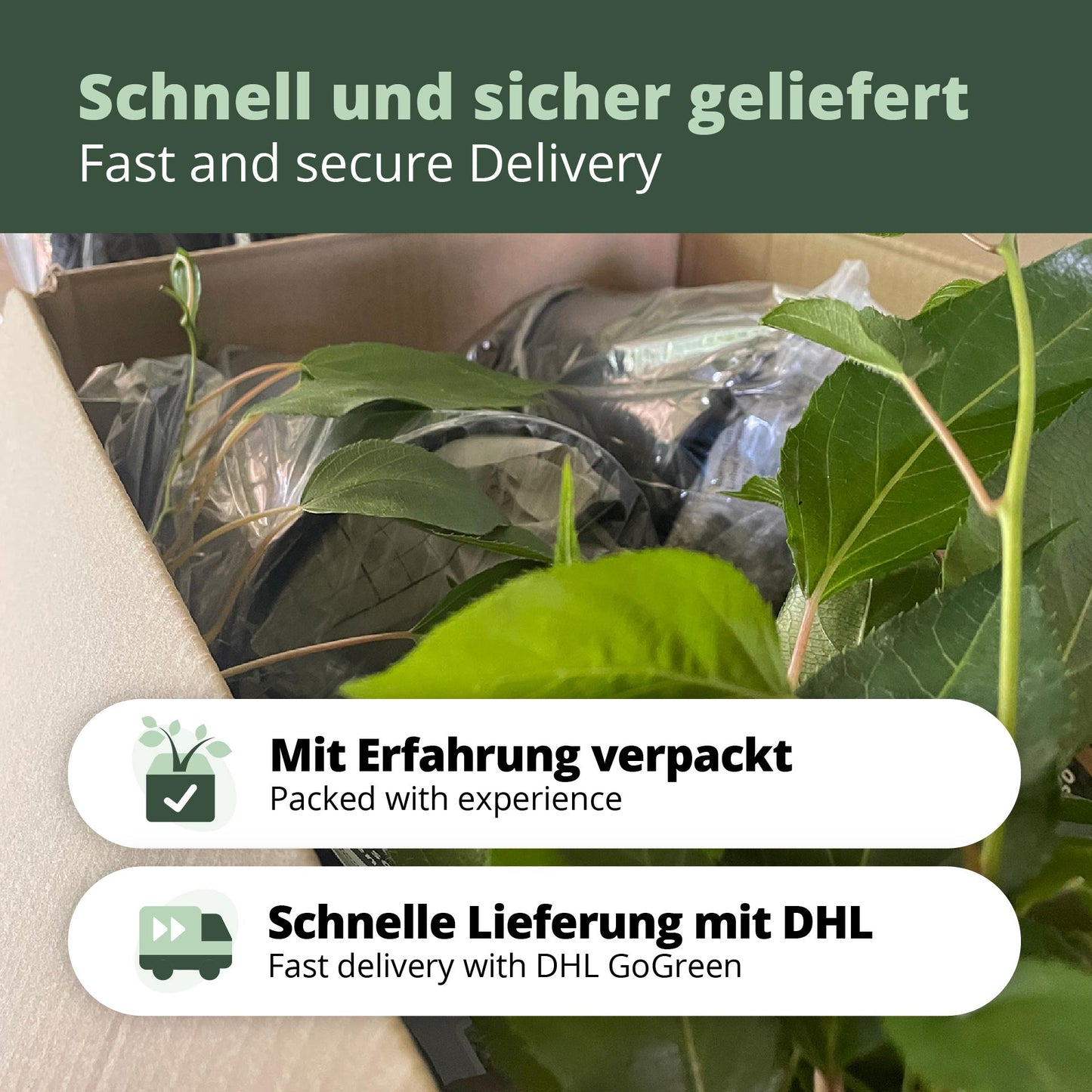 Siberian kiwi berry Dr. Szymanowski (Actinidia kolomikta)