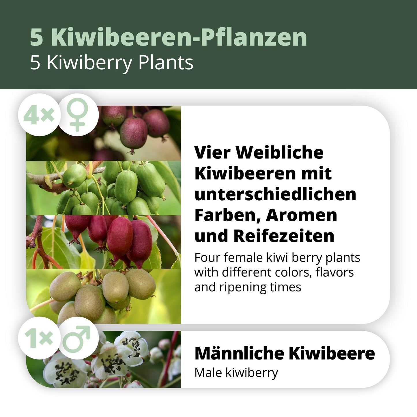 Kiwibeeren Quintett - 5 Pflanzen (Actinidia arguta)