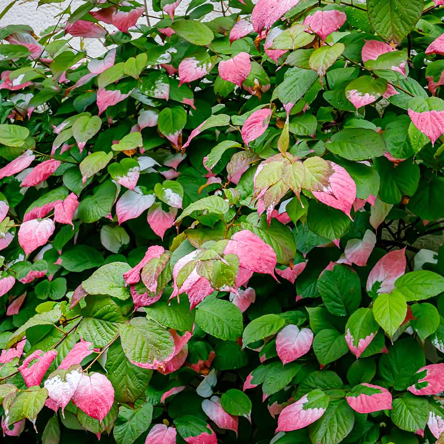 Männliche sibirische Kiwibeere Adam (Actinidia kolomikta)