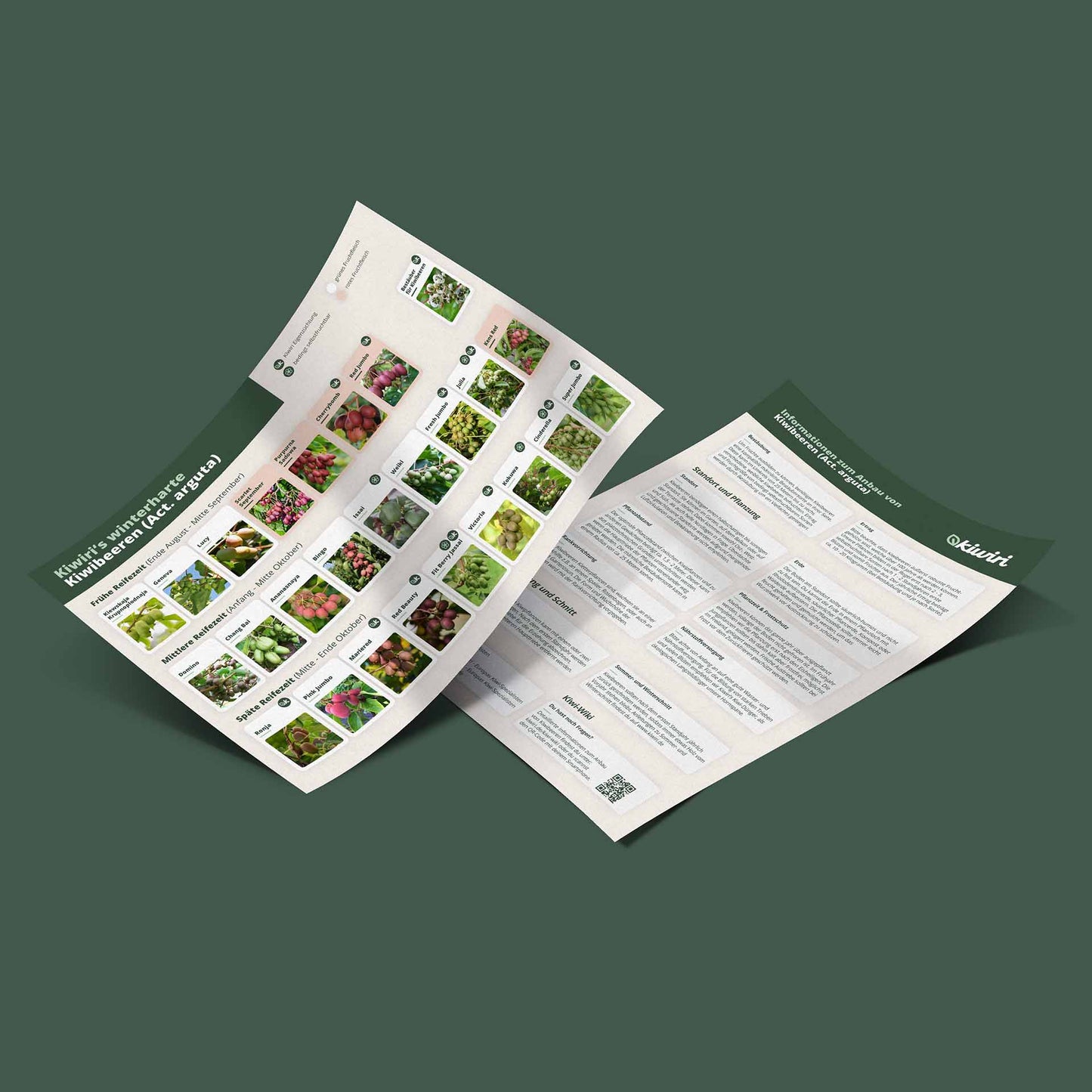 Japanese kiwiberry Matatabi - Silver vine (Actinidia polygama)