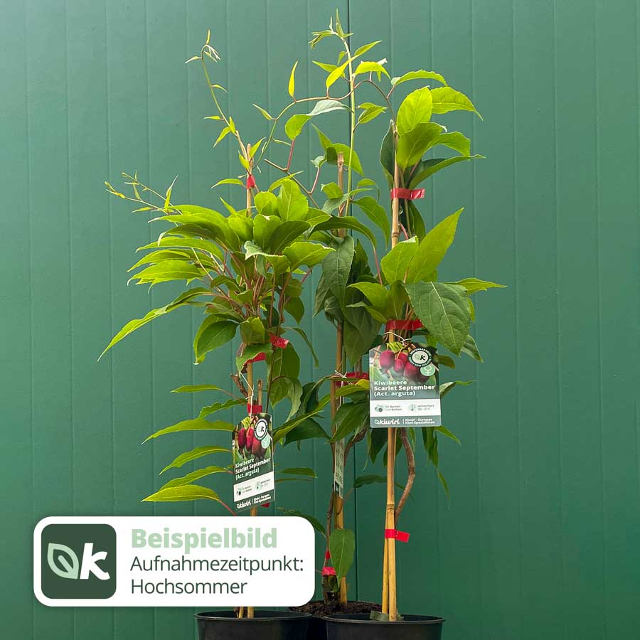 Kiwibeere Scarlet September - Minikiwi (Actinidia arguta)