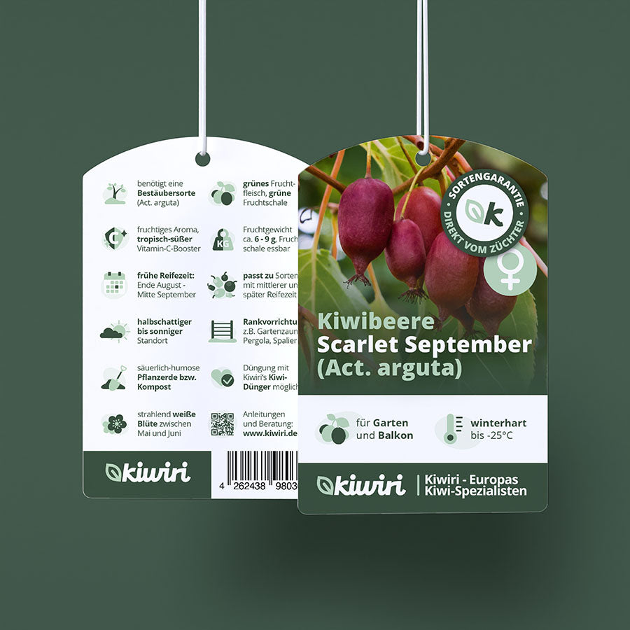 Kiwibeere Scarlet September - Minikiwi (Actinidia arguta)