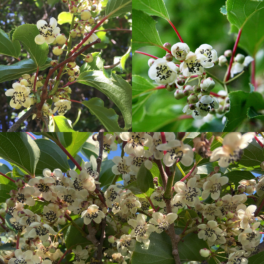 Männliche Kiwibeere - Minikiwi (Actinidia arguta)