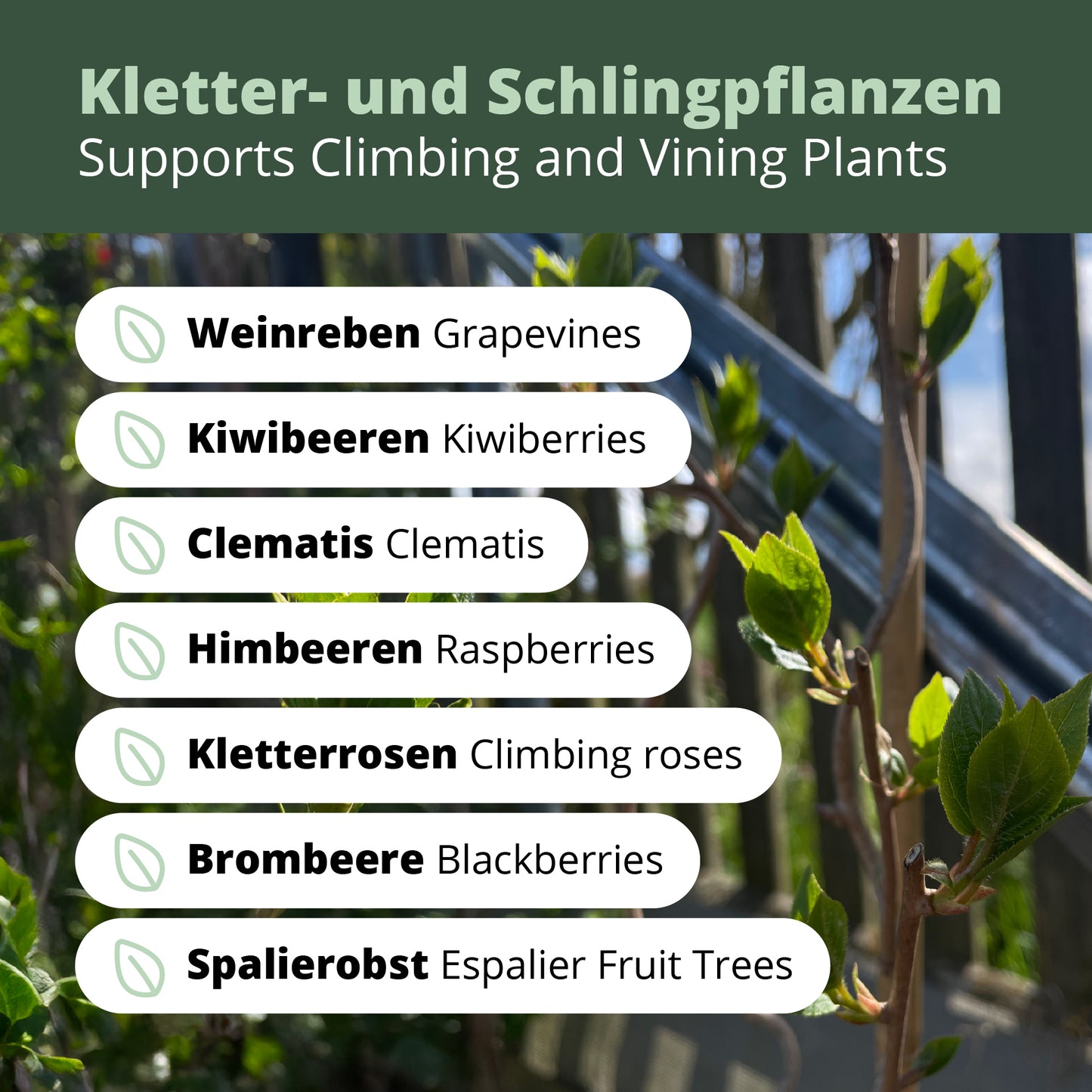 Kiwiri RANKI™ – Rankhilfe für Kletterpflanzen