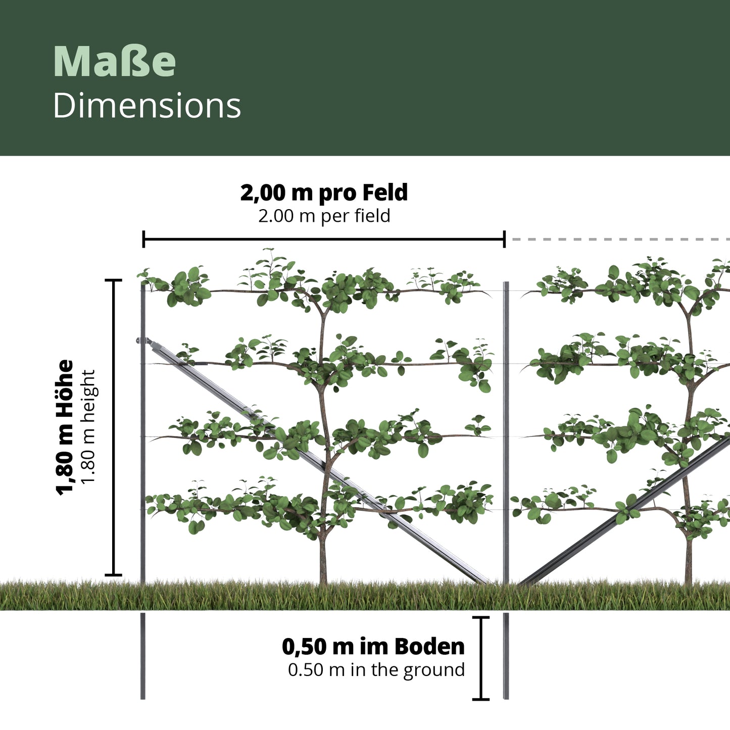 Kiwiri RANKI™ – Rankhilfe für Kletterpflanzen