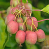 Kiwiberry Ananasnaya - Minikiwi (Actinidia arguta)