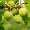 Kiwiberry Chang Bai - Minikiwi (Actinidia arguta)
