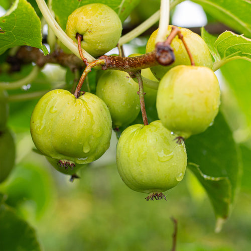 Kiwiberry Chang Bai - Minikiwi (Actinidia arguta)