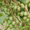 Kiwiberry Kiwiri® Cinderella - Minikiwi (Actinidia arguta)