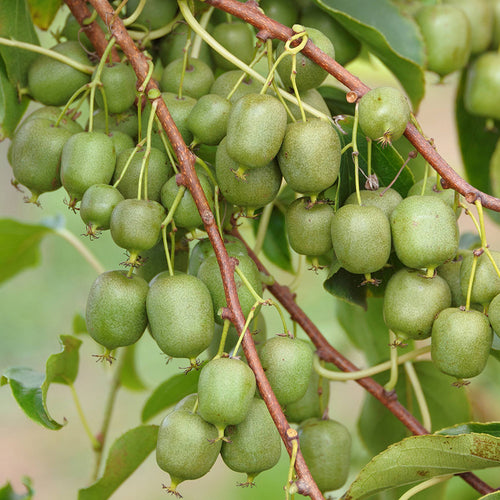 Kiwiberry Kiwiri® Cinderella - Minikiwi (Actinidia arguta)