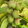Kiwiberry Domino - Minikiwi (Actinidia arguta)
