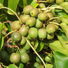Kiwiberry Kiwiri® Fresh Jumbo - Minikiwi (Actinidia arguta)