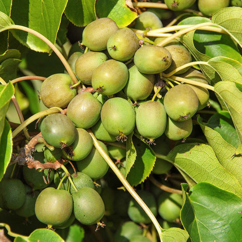Kiwiberry Kiwiri® Fresh Jumbo - Minikiwi (Actinidia arguta)