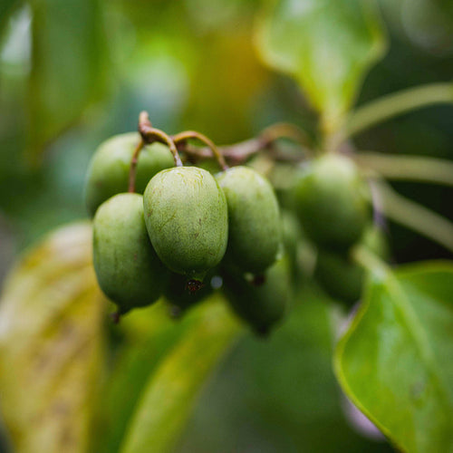 Kiwiberry Geneva - Minikiwi (Actinidia arguta)