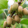 Kiwiberry Lucy - Minikiwi (Actinidia arguta)
