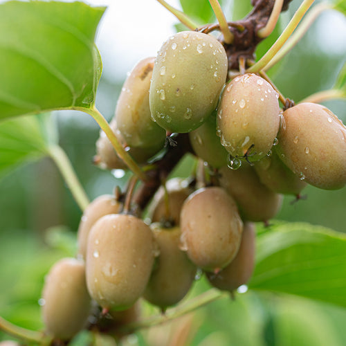 Kiwiberry Lucy - Minikiwi (Actinidia arguta)