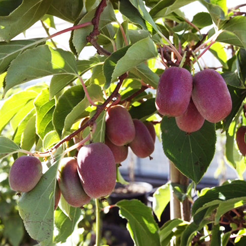 Kiwiberry Pink Jumbo - Minikiwi (Actinidia arguta)