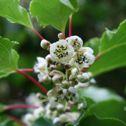 Männliche Kiwibeere - Minikiwi (Actinidia arguta)