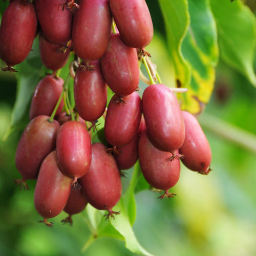 Kiwiberry Purpurna Sadowa - Minikiwi (Actinidia arguta)