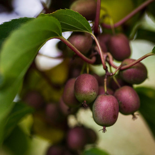Kiwiberry Kiwiri® Red Beauty - Minikiwi (Actinidia arguta)