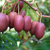 Kiwiberry Kiwiri® Red Jumbo - Minikiwi (Actinidia arguta)