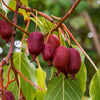 Kiwiberry Scarlet September - Minikiwi (Actinidia arguta)