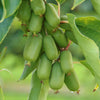 Kiwiberry Kiwiri® Super Jumbo - Minikiwi (Actinidia arguta)
