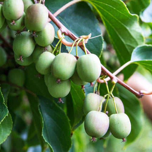 Kiwiberry Weiki - Minikiwi (Actinidia arguta)