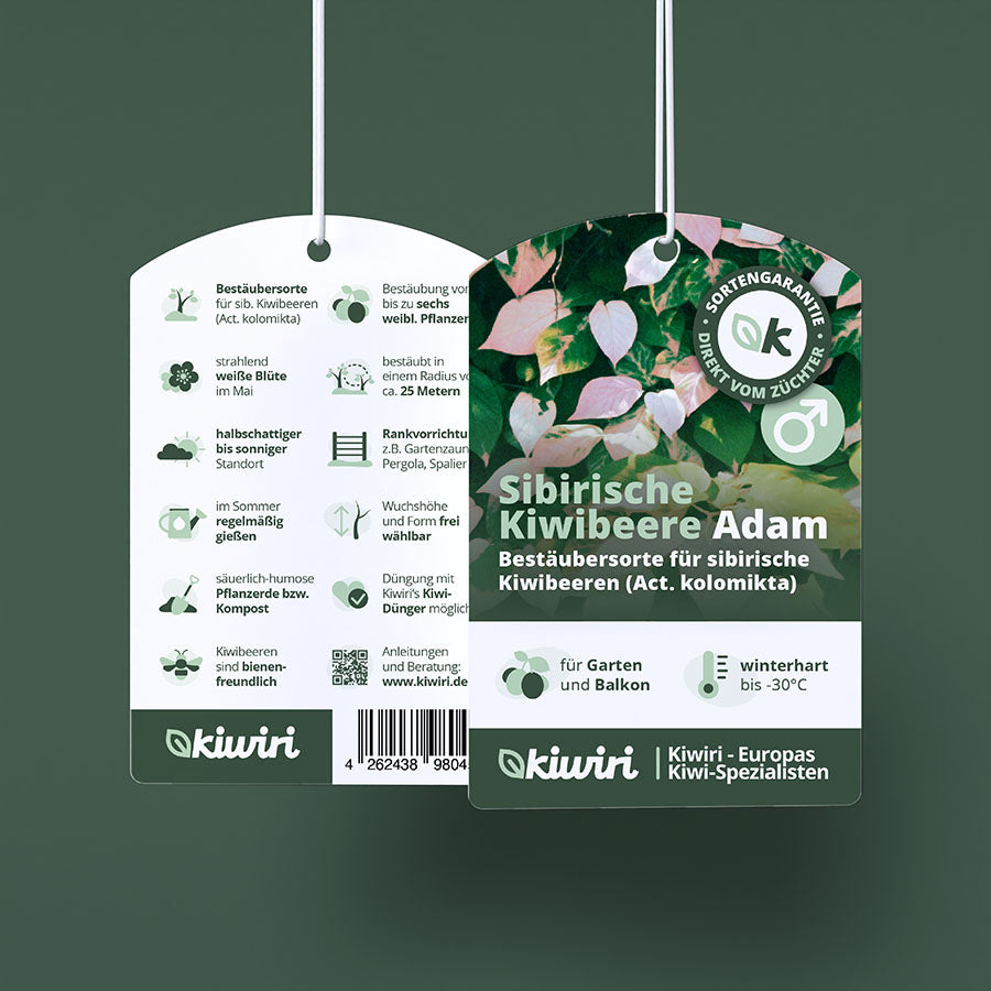 Männliche sibirische Kiwibeere Adam (Actinidia kolomikta)