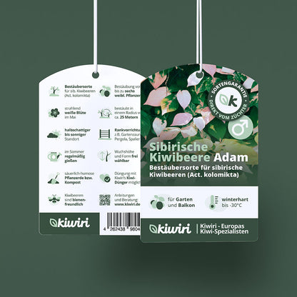 Männliche sibirische Kiwibeere Adam (Actinidia kolomikta)