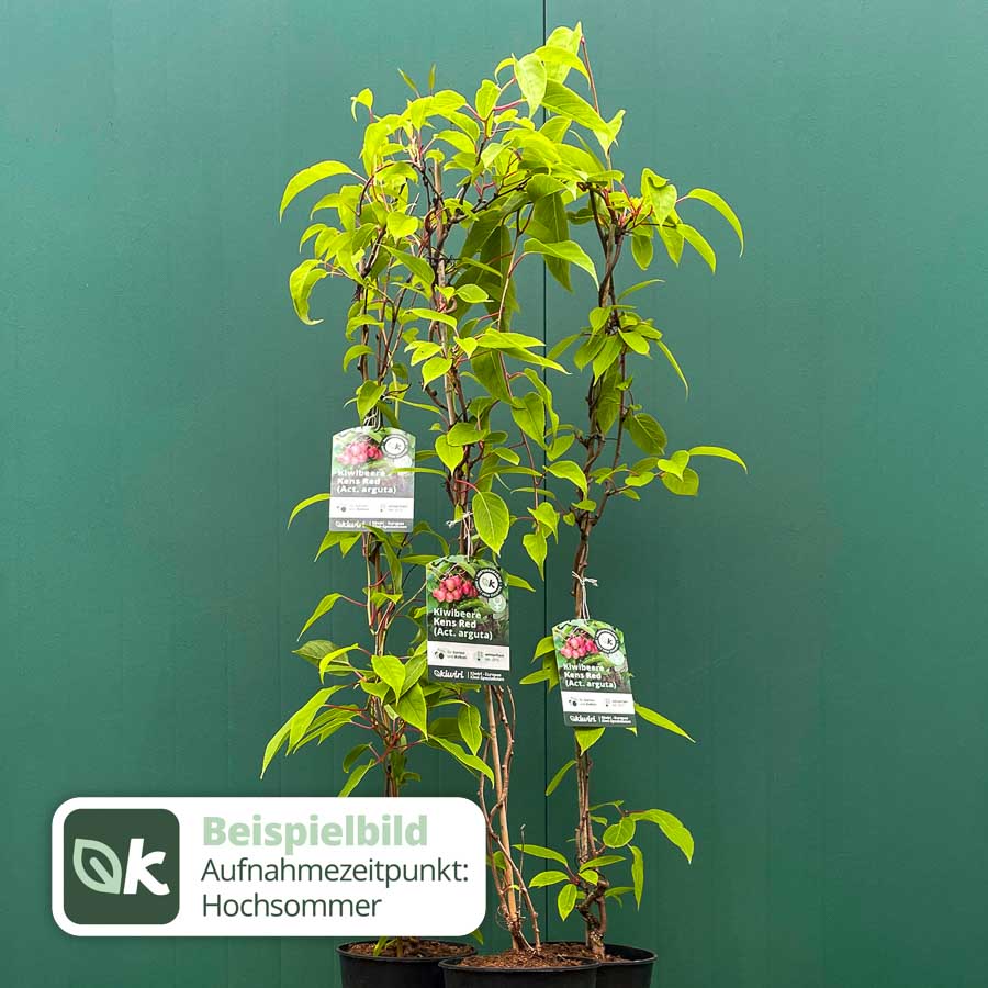 Piante Di Kiwi Rosso Ken's Red Autofertili - 2 Piante Pronte Per Fruttificare - Foto 5